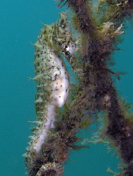 White's seahorse, Chowder Bay by Doug Anderson 